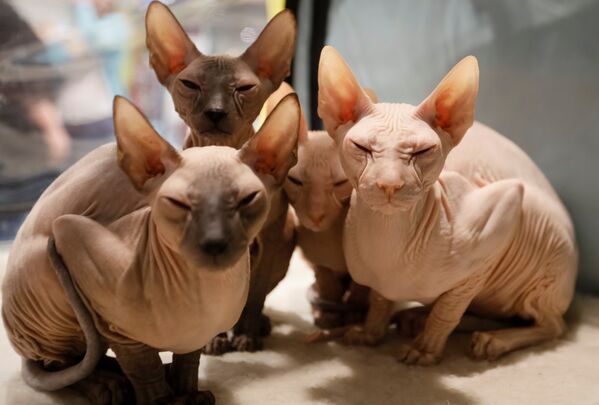 Котята породы петерболд на региональной выставке кошек в Алма-Ате, Казахстан