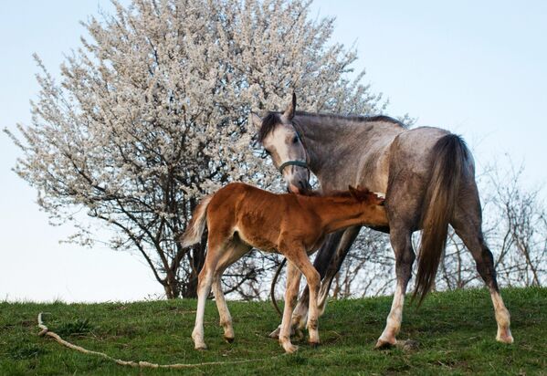 Лошадь с жеребенком в селе Клиновка в Крыму