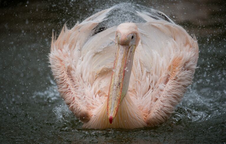 Белый пеликан в гамбургском зоопарке Tierpark Hagenbeck на севере Германии