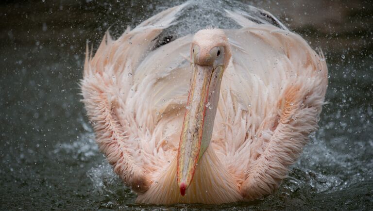 Белый пеликан в гамбургском зоопарке Tierpark Hagenbeck на севере Германии