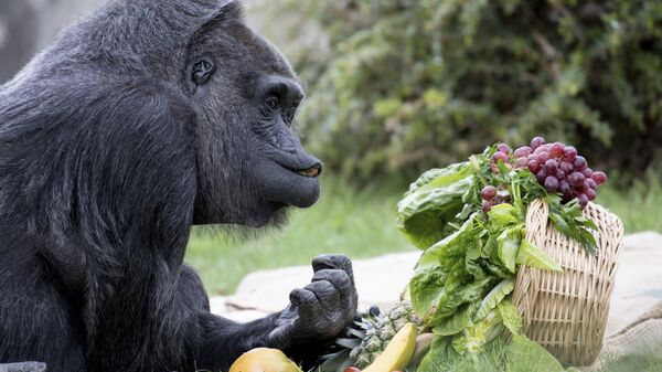 Горилла Фату сидит перед корзиной с различными фруктами и овощами в день своего 60-летия в зоопарке в Берлине, Германия