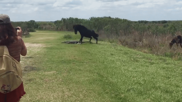 Во Флориде лошадь напала на аллигатора
