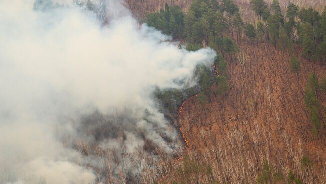 Хлопонин: за прошлый год в РФ в пожарах погибло более 200 тысяч га леса