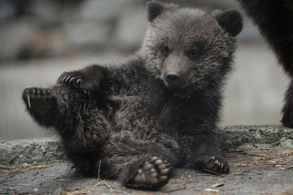 Бурый медвежонок, родившийся в январе у медведей Вали и Лехи, в вольере Новосибирского зоопарка