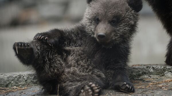 Бурый медвежонок, родившийся в январе у медведей Вали и Лехи, в вольере Новосибирского зоопарка