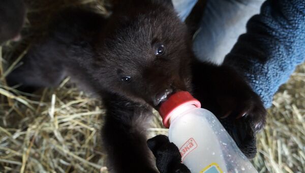 Медвежата-сироты пили молоко с медом и играли в конюшне под Красноярском
