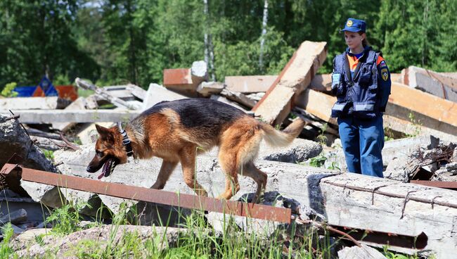 Подготовка и дисциплина, или Как собаки спасают людей в чрезвычайных ситуациях