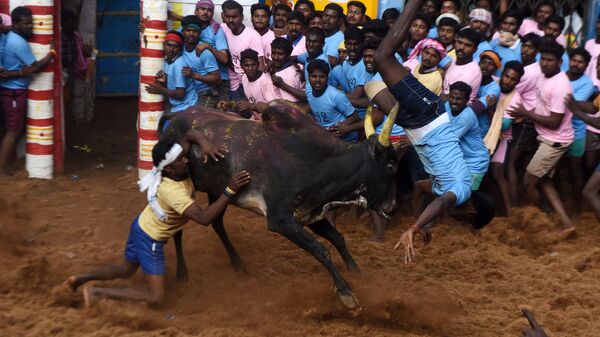 Игры по укрощению быков Джалликатту в Индии. Архивное фото
