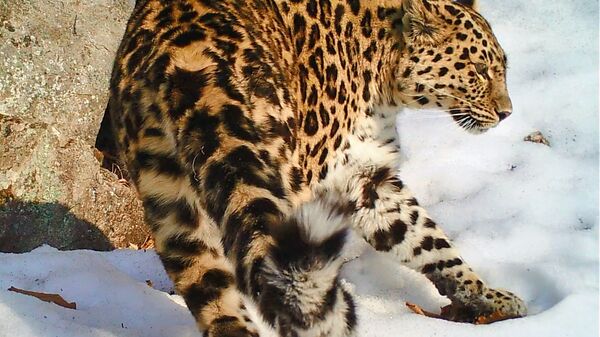 Танцующая самка леопарда стала мамой