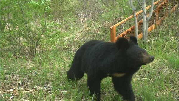 Трех медвежат из реабилитационного центра в Приморье выпустили в заповедник