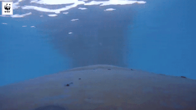Камера на спине кита  gif