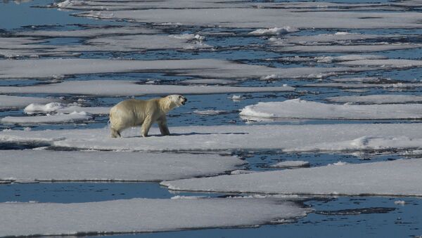 Белый медведь в Северном Ледовитом океане между Землей Франца-Иосифа и Северным полюсом. Архивное фото