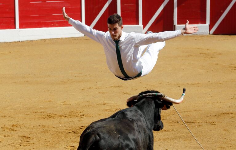 Участник прыгает через корову во время корриды Course landaise во Франции