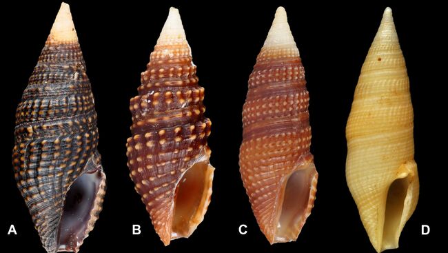 Раковины четырех разных улиток-киллеров, считавшихся раньше одним видом