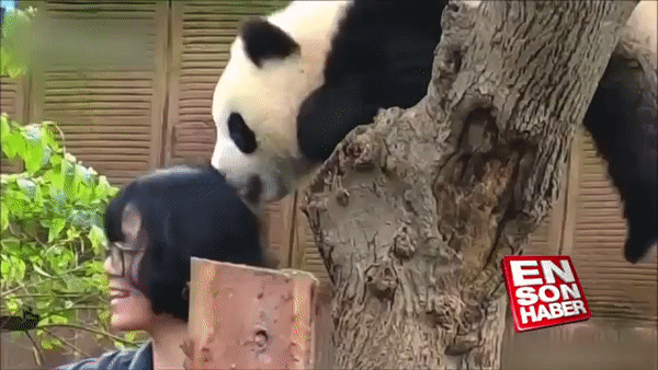 Детеныш панды укусил девушку за голову в Китае. Скриншот