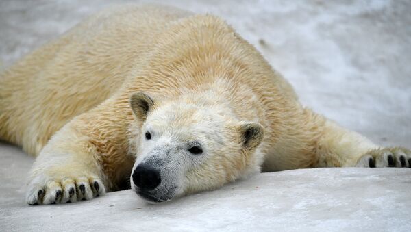 В нацпарке Русская Арктика участились встречи с белыми медведями