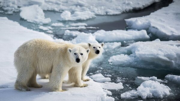 Год экологии – повод мобилизоваться для сохранения белого медведя