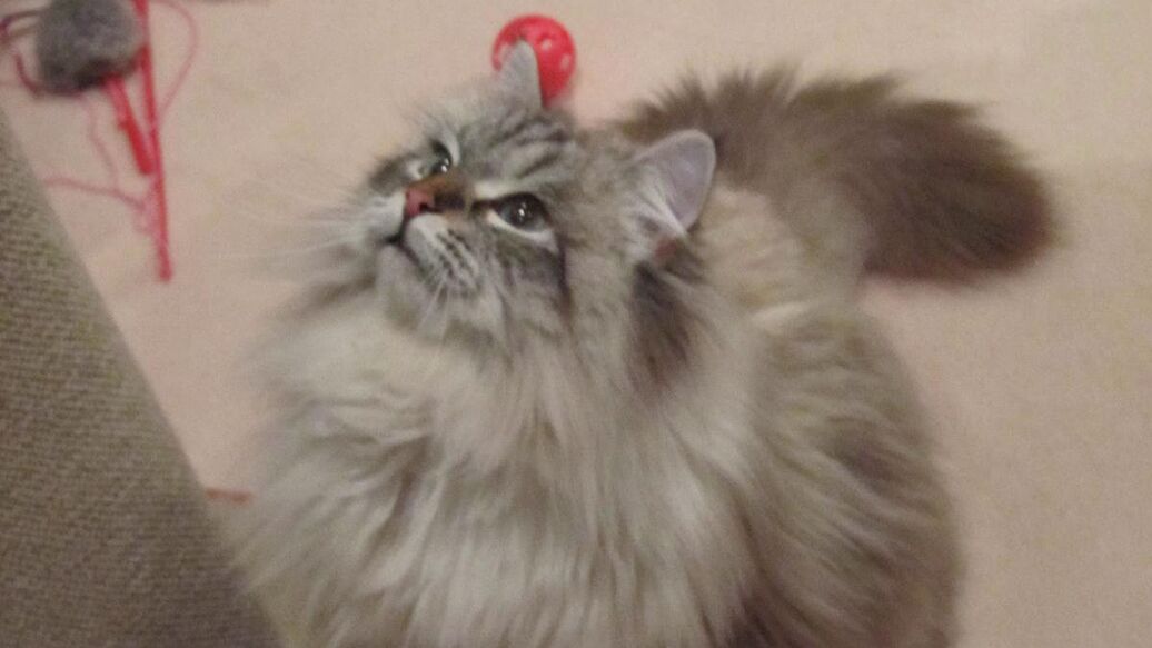 Умер кот Мир, которого Путин подарил губернатору японской префектуры