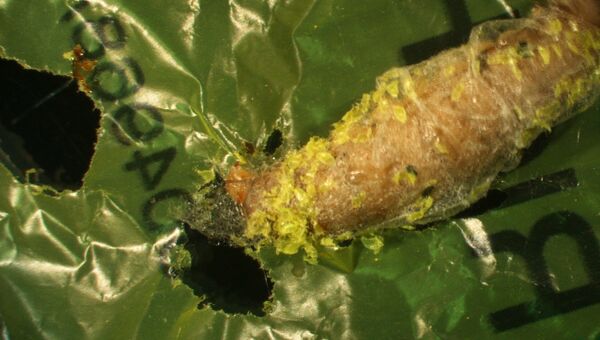 Гусеница большой восковой моли поедает полиэтиленовый пакет