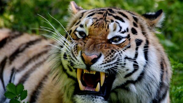 Фильм об амурском тигре получил награду на экологическом кинофестивале