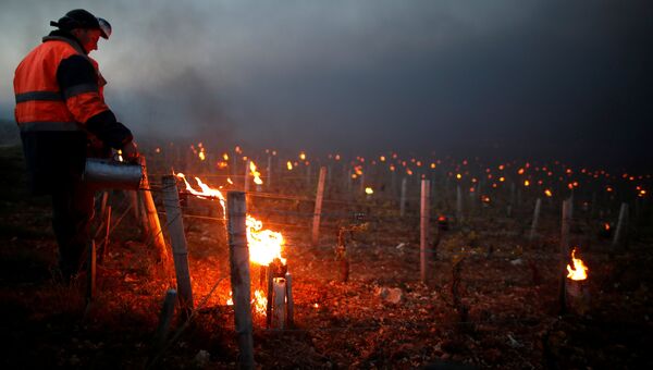 Винодел зажигает обогреватели, чтобы защитить виноградники во время заморозков во Франции