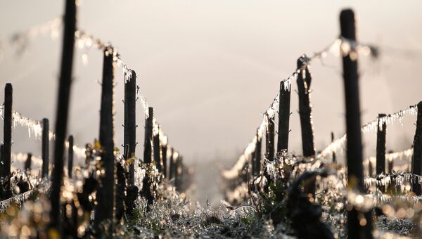 Французские виноградники ранним утром после заморозков