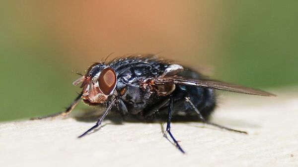 Синяя мясная муха. Архивное фото