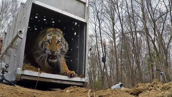 Тигрица Филиппа выпущена в дикую природу