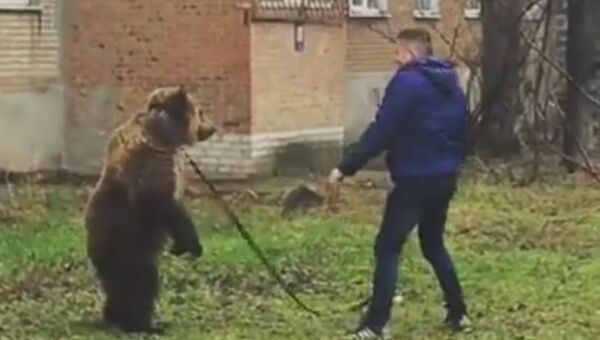 Медведь в Таганроге