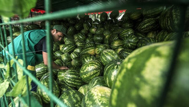 Продажа бахчевых