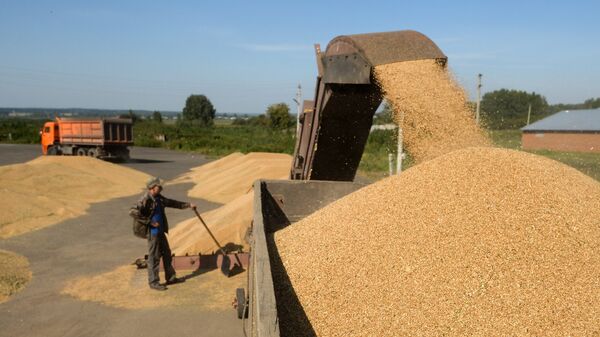 Выгрузка озимой пшеницы на зерновом току. Архивное фото
