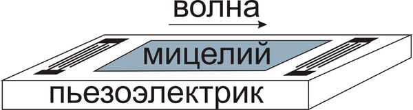 Принцип работы электроакустического датчика на основе мицелия. Принцип работы электроакустического датчика на основе мицелия.