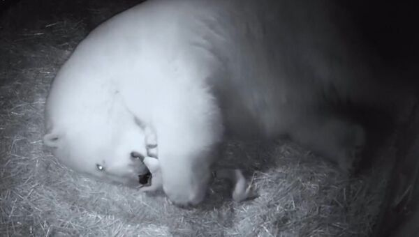 Родившихся в Австралии белых медвежат впервые сняли на камеру