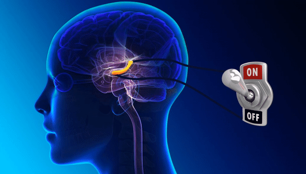 Ученые нашли в мозге особую область, которая защищает его от перегрева и эпилептических припадков