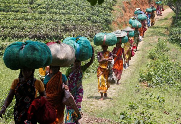 Рабочие несут мешки с чайными листьями на плантации в Индии