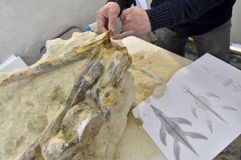 Во Франции нашли останки уникальной морской рептилии Во Франции нашли останки уникальной морской рептилии