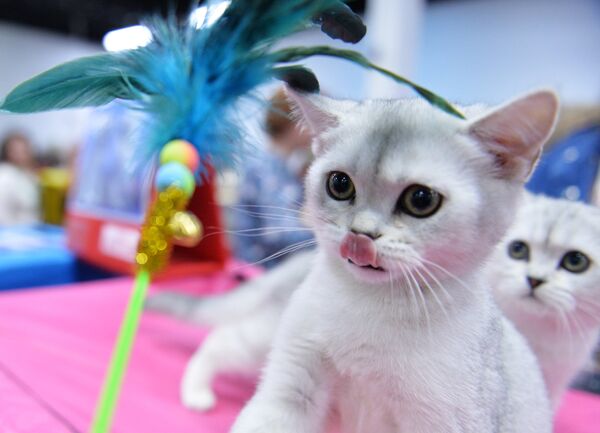 Spring cat show. Выставка кошек Валенсия фотографии 17-е 18 февраля 2024 г..