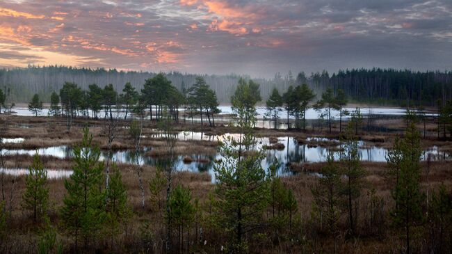 Закат над Галкинским болотом