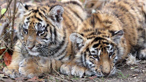 Трое котят снежного барса и четыре тигренка родились в Московском зоопарке