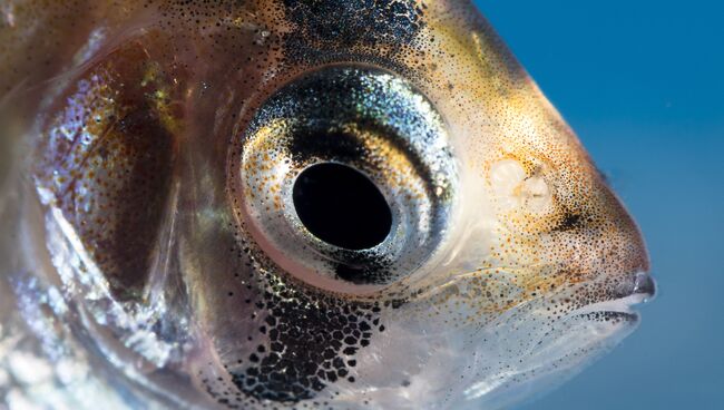 Аквариумная рыбка Барбус суматранский