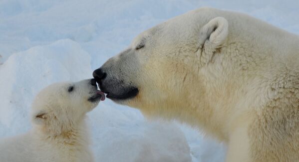 Медвежата рождаются в конце декабря – начале января. У белых медведей, в отличие от бурых, в берлоги залегают только беременные самки (раз в три года), принося одного-двух, реже трёх медвежат