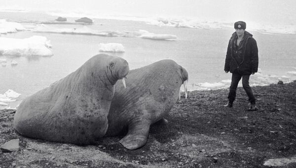 Встреча работника полярной станции СП-22 с моржами. Земля Франца Иосифа