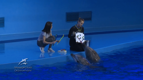 Дельфины-художники Приморского океанариума