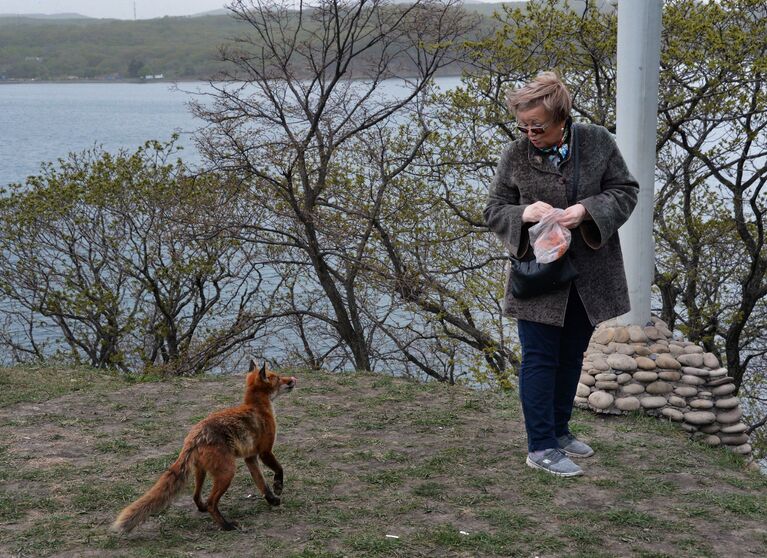 Женщина кормит лисицу рыбой. На территории Приморского океанариума на острове Русском поселилась большая лисья семья