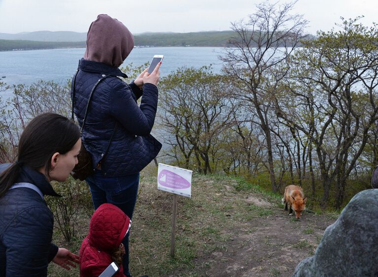 Посетители фотографируют лисицу на территории Приморского океанариума на острове Русском