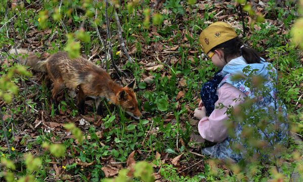Девочка кормит лисицу. На территории Приморского океанариума на острове Русском поселилась большая лисья семья