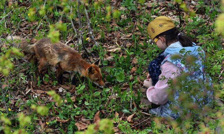 Девочка кормит лисицу. На территории Приморского океанариума на острове Русском поселилась большая лисья семья