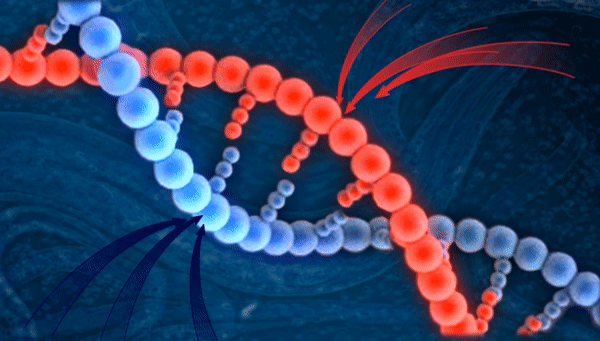 Ученые нашли первый пример «войны генов» между собой