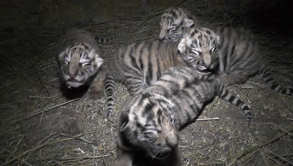Полосатая четверка: амурские тигрята родились в крымском сафари-парке