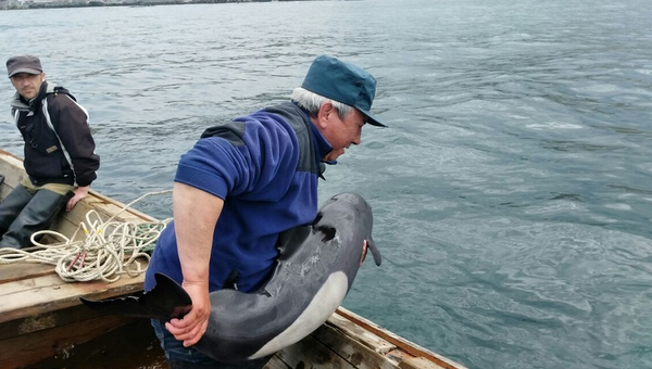 Инспекторы ГИМС выпускают молодого дельфина в Невельском районе Сахалинской области